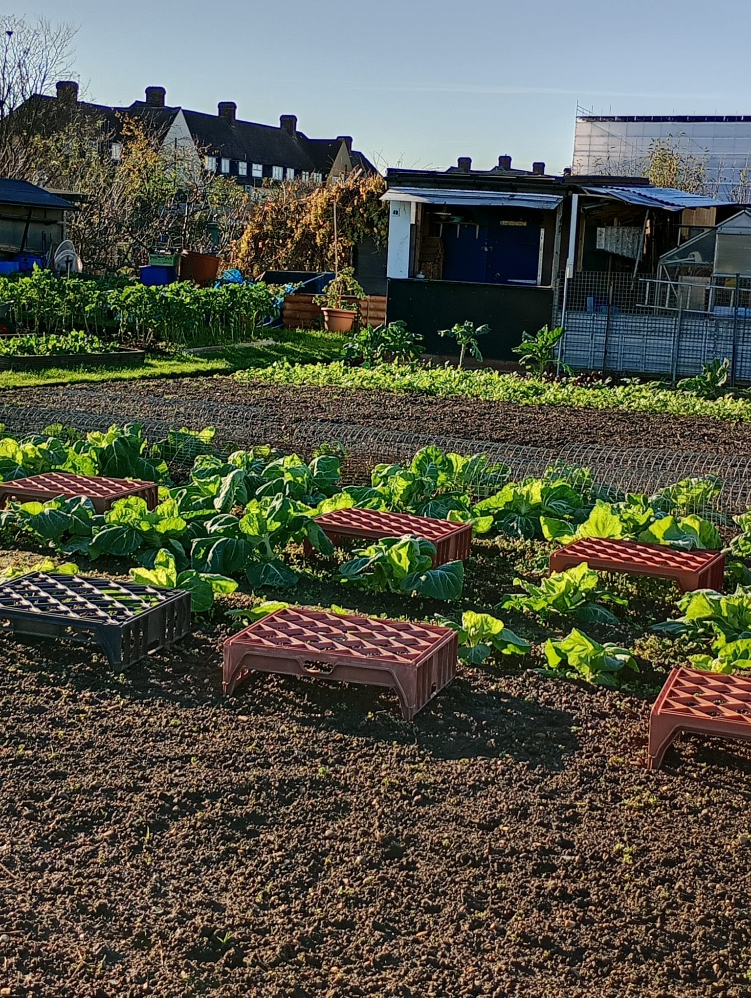 Gale Street Allotment